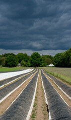 Bennekom Netherlands - 15 May 2020 - Dark clouds over field with covered white asparagus