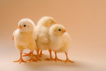 Image of a few newborn fluffy fledgling chicken.