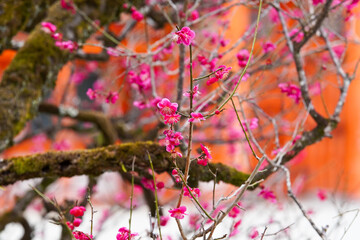 The Plum blossom