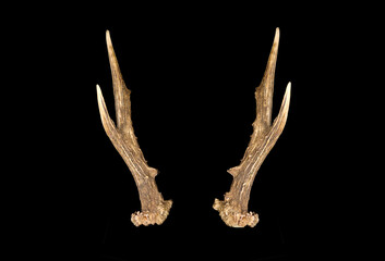 roe deer antlers, capreolus, also known as western  or European roe, on black background