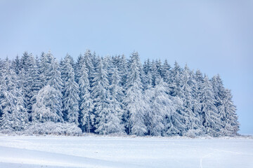 Obraz premium forest landscape, winter holiday theme. Spruce tree covered by white snow Czech Republic, Vysocina region highland