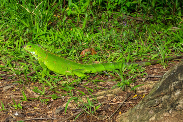 Green iguana also known as the American iguana is a lizard reptile in the genus Iguana in Fort de France, Martinique