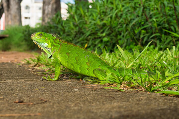 Green iguana also known as the American iguana is a lizard reptile in the genus Iguana in Fort de France, Martinique