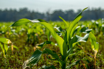 Maize leaves are uniquely simple and orderly structures