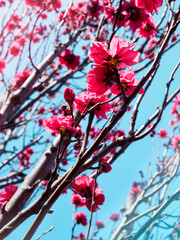 pink blossoming sakura branches against blue sky, soft focus in sunlight