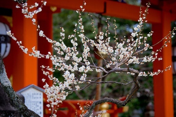 The Plum blossom