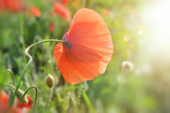 One red poppy in a green field in the sun's summer sunset day, a horizontal image of a blurred background free space for text defocus