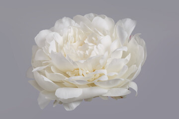 White delicate peony flower isolated on grey background.