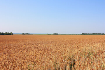 Golden ears of wheat on the field