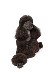 royal black poodle isolated on white 