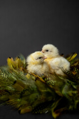 Yellow Sulmtaler chicks in feather nest isolated on gray studio backdrop