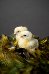 Yellow Sulmtaler chicks in feather nest isolated on gray studio backdrop