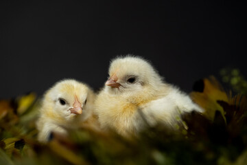 Yellow Sulmtaler chicks in feather nest isolated on gray studio backdrop