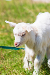 Obraz premium little goat on the grass