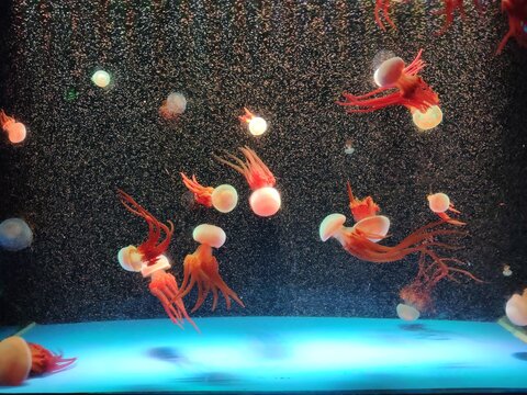 Jellyfish