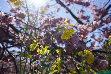 Rape blossoms
 and cherry blossom at Izu, Japan