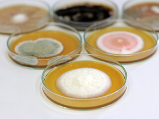 Malt Extract Agar in Petri dish use for growth media to isolate cultivate yeasts, molds and fungal testing clinical samples, medical health laboratory analysis disease. Isolated in white background.