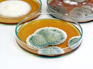 Malt Extract Agar in Petri dish use for growth media to isolate cultivate yeasts, molds and fungal testing clinical samples, medical health laboratory analysis disease. Isolated in white background.