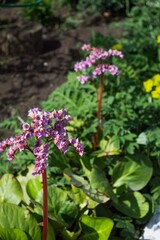 Flowering herbaceous medicinal plants of Badan (bergenia)