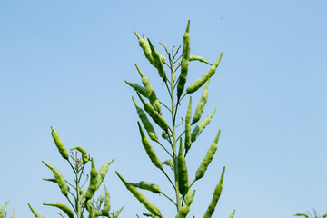 Mustard seeds plants are members of the Brassicaceae family