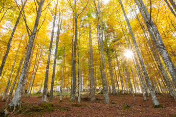 foliage inside an Italian forest at fall