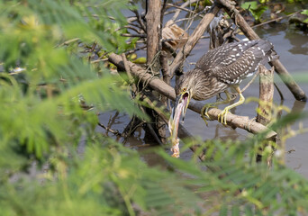 Chinese pond heron with prey in the swamp , Thailand