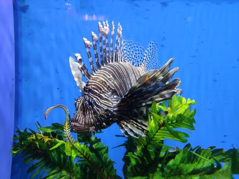 Tropical Fish