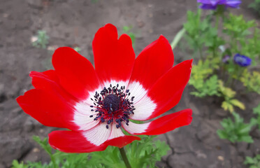 Close up Anemone flower blooming in very beautiful red - Concept of growing anemone in the garden