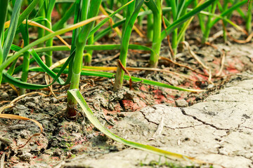 Garlic tree is loaded with good-for-you vitamins and minerals