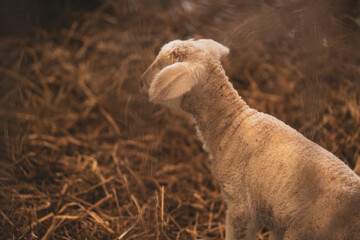 Obraz premium a little white, very freshly born lamb is standing in the barn very curious about everything. still a bit shaky on his feet.