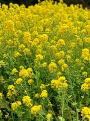 菜の花