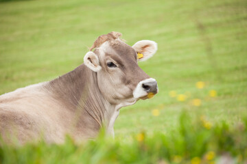 A brown alpine cow in a green pasture in Dolomites area