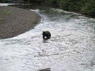 a grizzly bear walking through a river during the salmon run season, view from the Hannah Creek...
