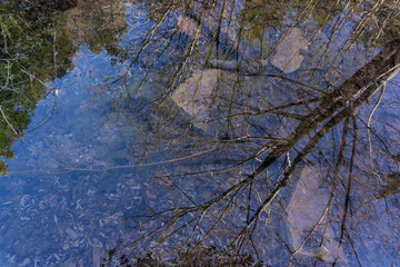 Reflection of the forest in crystal clear water in a lake