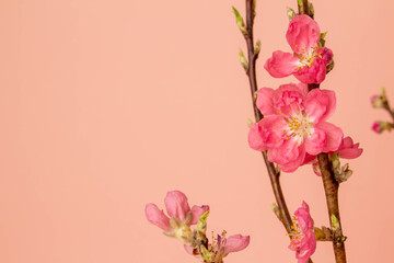 ピンクを背景にした花桃の花