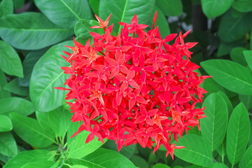Fototapeta premium Red spike blooming or Ixora coccinea top view on green leaf background