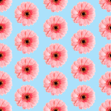 Seamless pattern of pink gerbera on a white Germini photo converted into a seamless pattern