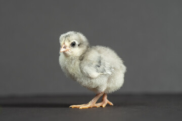 One gray Marau purebred chicken on dark gray background