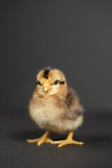 One fluffy newborn cute Cream Legbar chick alone on gray background 