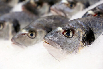 Fresh Dorado fish in the ice. Seafood in a store, concept of healthy food with omega fats, fishing industry