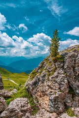 Small tree on the rocks in the Dolomites, Italy. .Hiking trail in the nature reserve of the Ampezzo Dolomites.