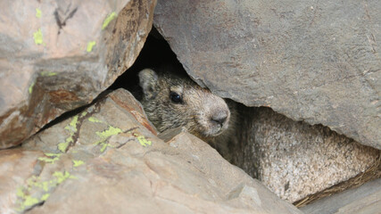 Fototapeta premium Randonnée dans les Pyrénées 