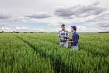 Two farmers standing in green wheat field examining crop.