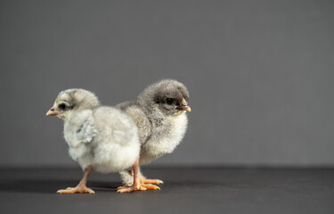 Portrait of two Marau chicks on gray background