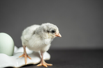 Portrait of one Marau chicken stepping forward with green egg on gray background