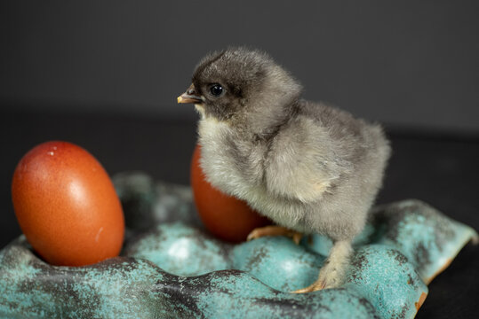 Young Maran chick with egg on teal tray isolated on gray background