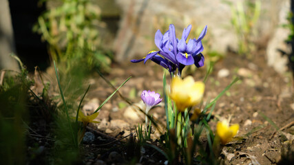 Frühlingsblume im Sonnenlicht