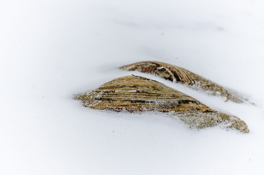 River shell in the snow of the frozen tributary of the Danube. Vojvodina, Novi Sad, Serbia. 