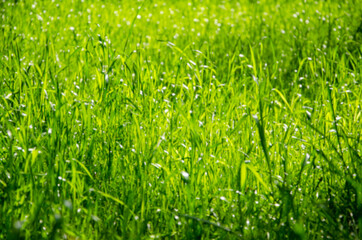 Lawn green grass close up bokeh background