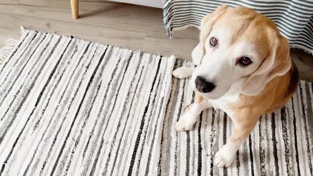 Sad beagle sitting on carpet looking up with sad eyes at his master. Animals, pets concept.